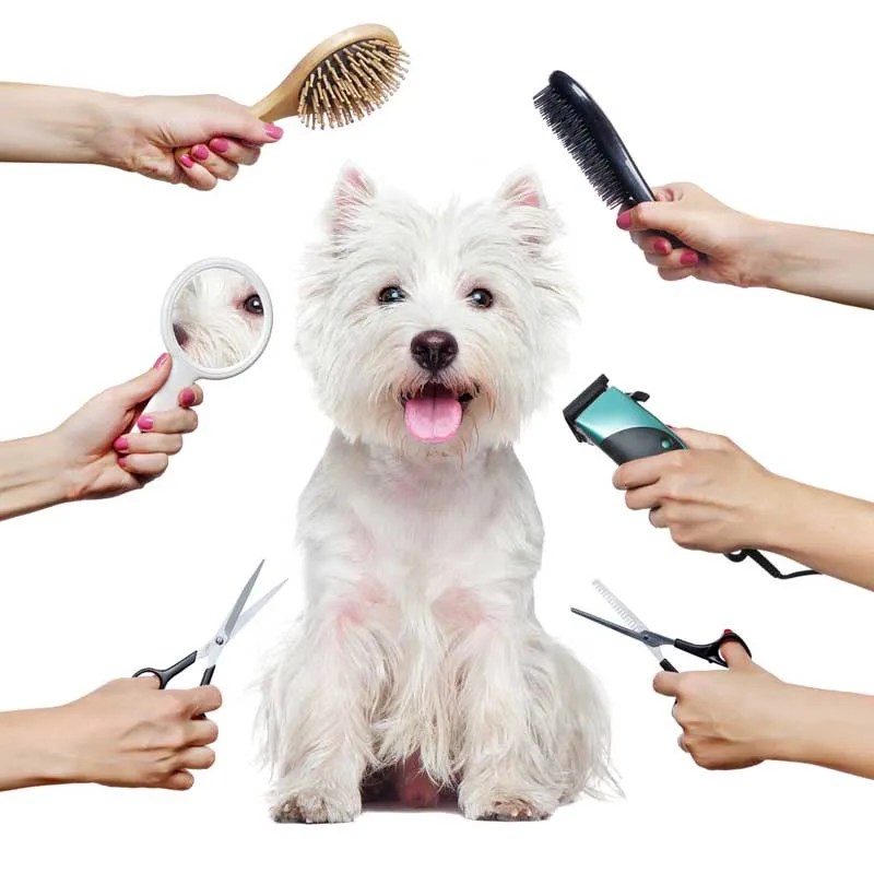 How Much Does Dog Grooming Cost? DogsBarn
