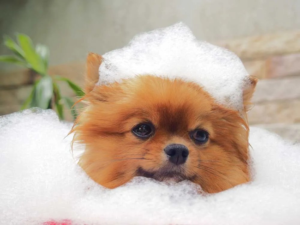 What Is The Best Dog Shampoo Brand In The UK [2021 Reviews]