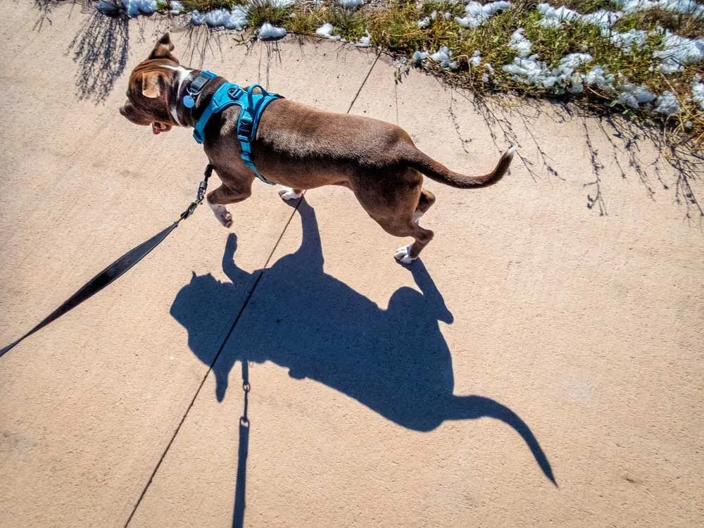 How Does A No Pull Dog Harness Work DogsBarn