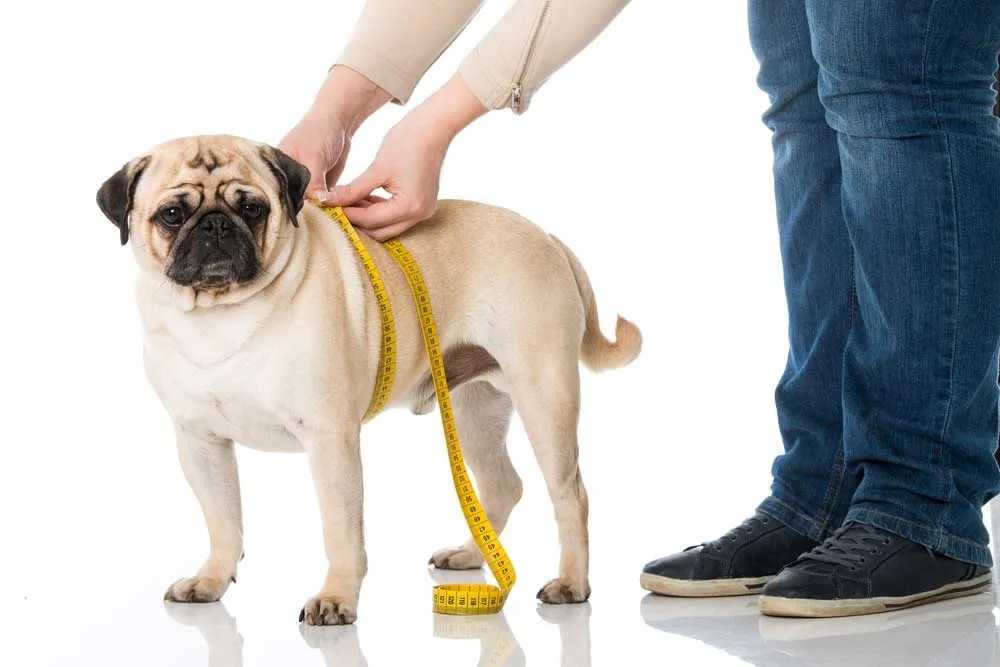 How Does A No Pull Dog Harness Work A Step By Step Guide