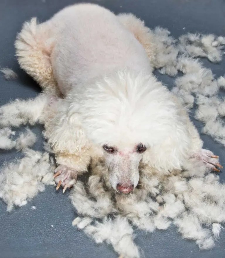 10 Of The UK's Best Poodle Dog Clippers & Grooming Kits In 2021