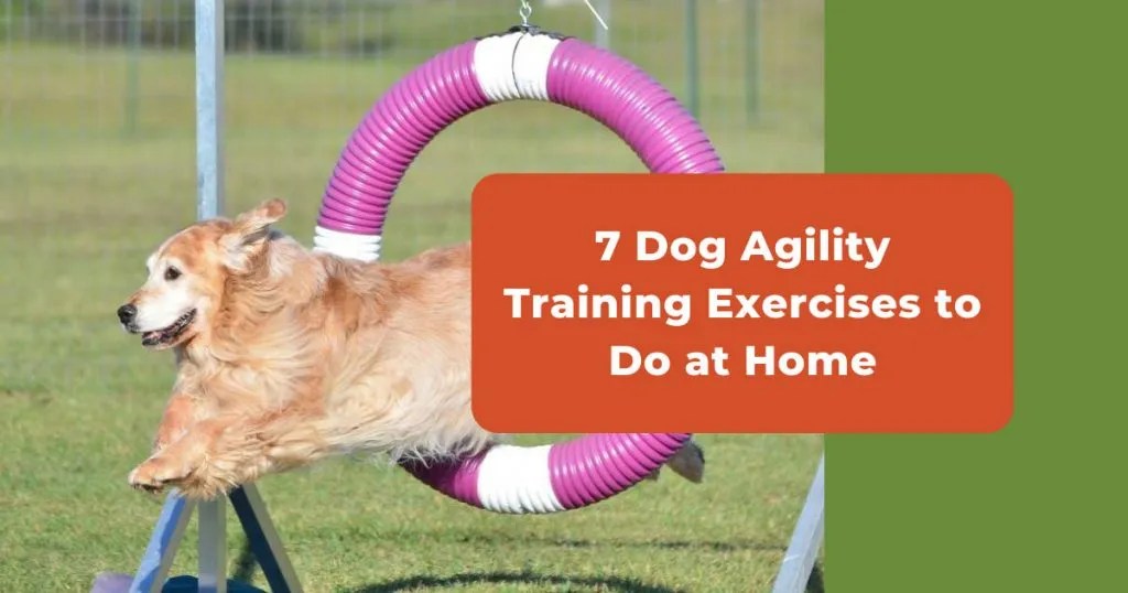 Dog Agility Exercises How To Teach Your Dog At Home