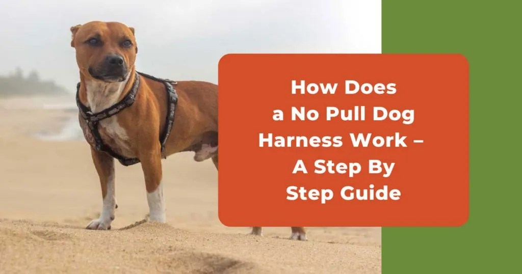 How Does A No Pull Dog Harness Work A Step By Step Guide