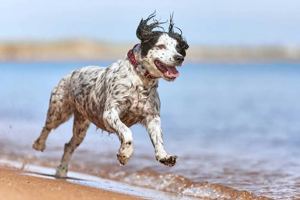 Best Dog Walking Holidays (UK) 11 Places For Weekend Breaks