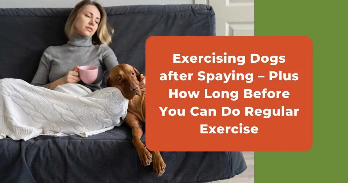 Exercise After Dog Spaying How Soon Can They Walk & Run