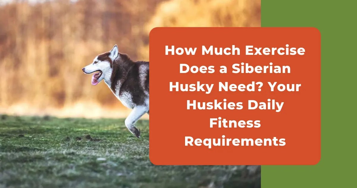 How Much Exercise Do Husky Need
