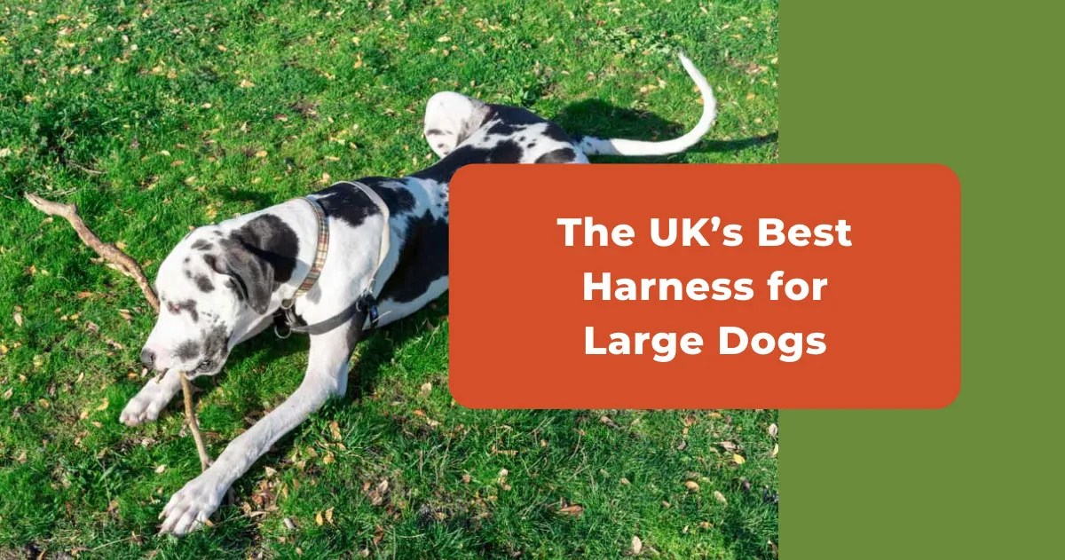 Best Harness For Large Dogs (UK) 7 Top Big Breed Choices
