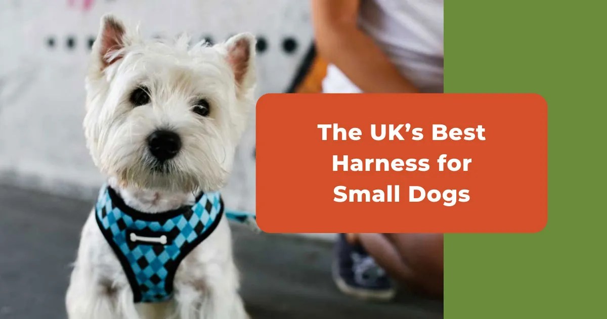 The UK's Best Harness For Small Dogs 7 Top Little Picks