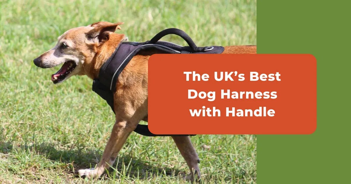The UK's Best Dog Harness With Handle On Top In 2023