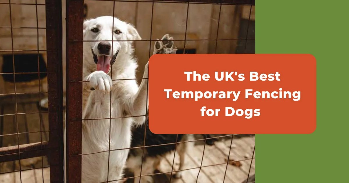 Best Temporary Fencing For Dogs (UK) 7 Outside Fence Ideas