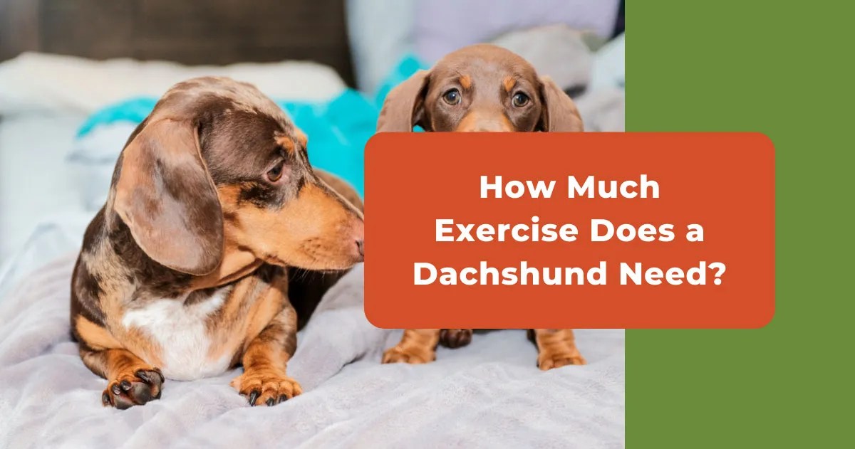 How Much Exercise Does A Dachshund Need Everyday