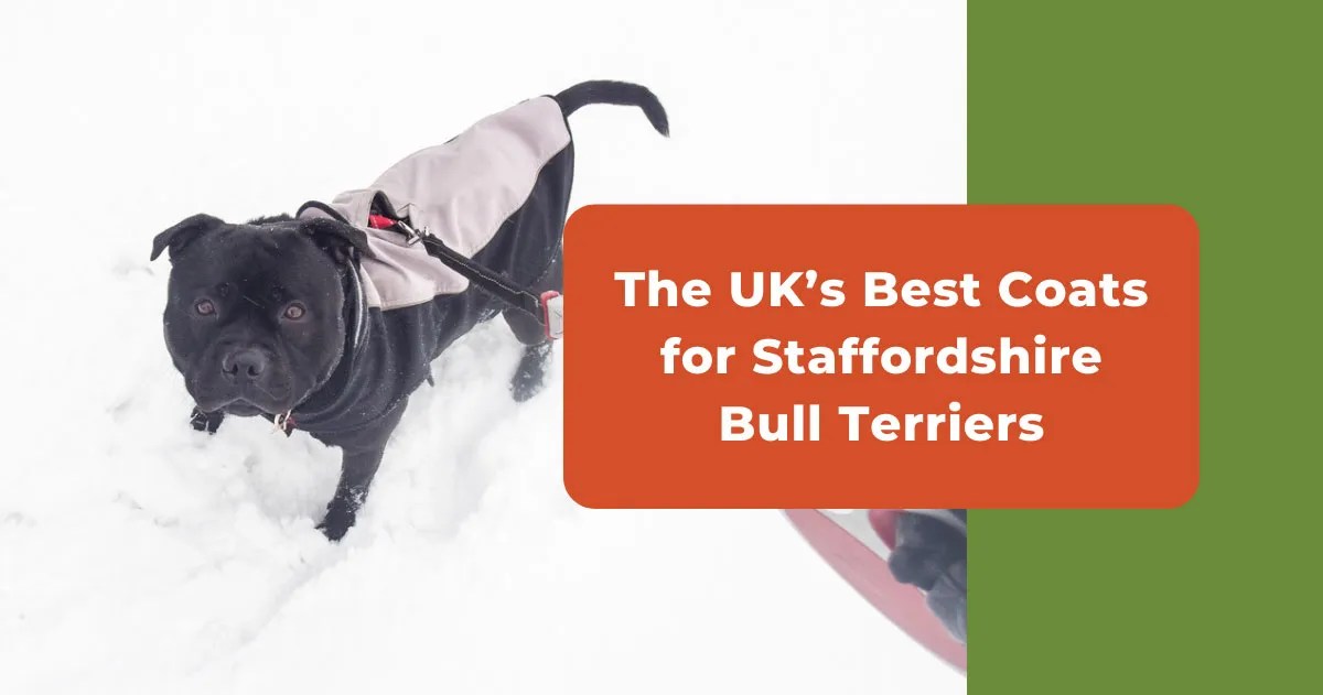 The UK's Best Dog Coats For Staffordshire Bull Terriers