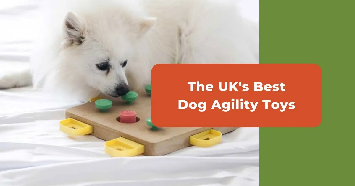 What's The Best Dog Agility Toys UK? (6 Training Products)