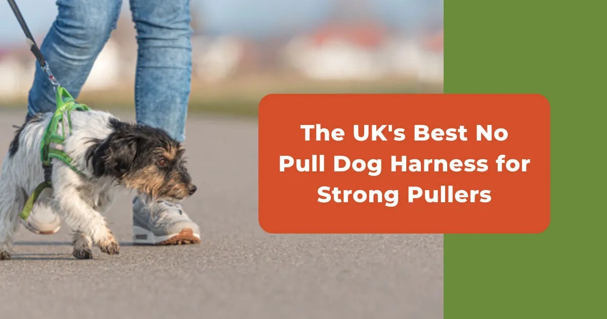 Best No Pull Dog Harness (UK) 7 Top Choices To Stop Pulling