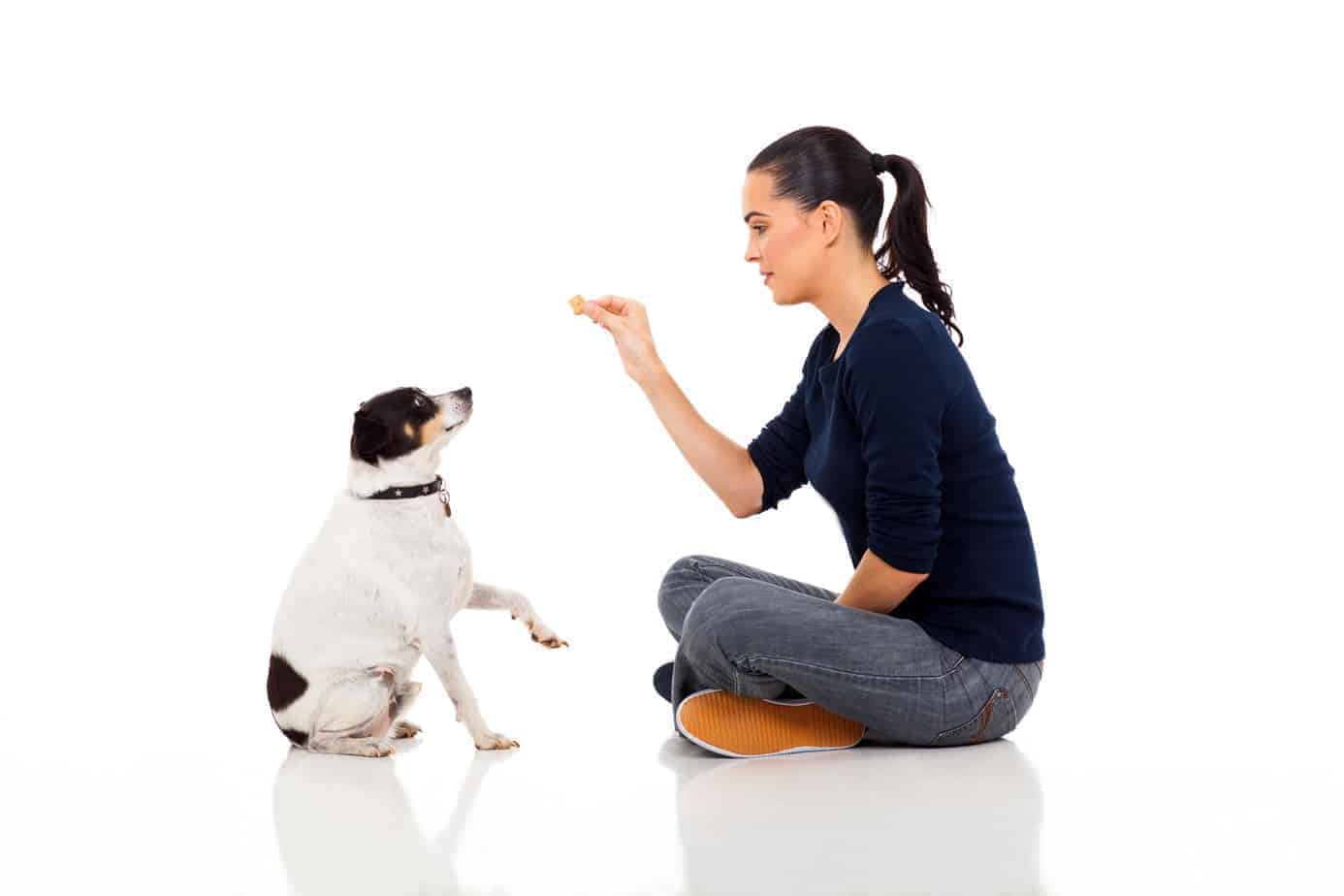 Dogs jump Break bad habit with the sitstay command