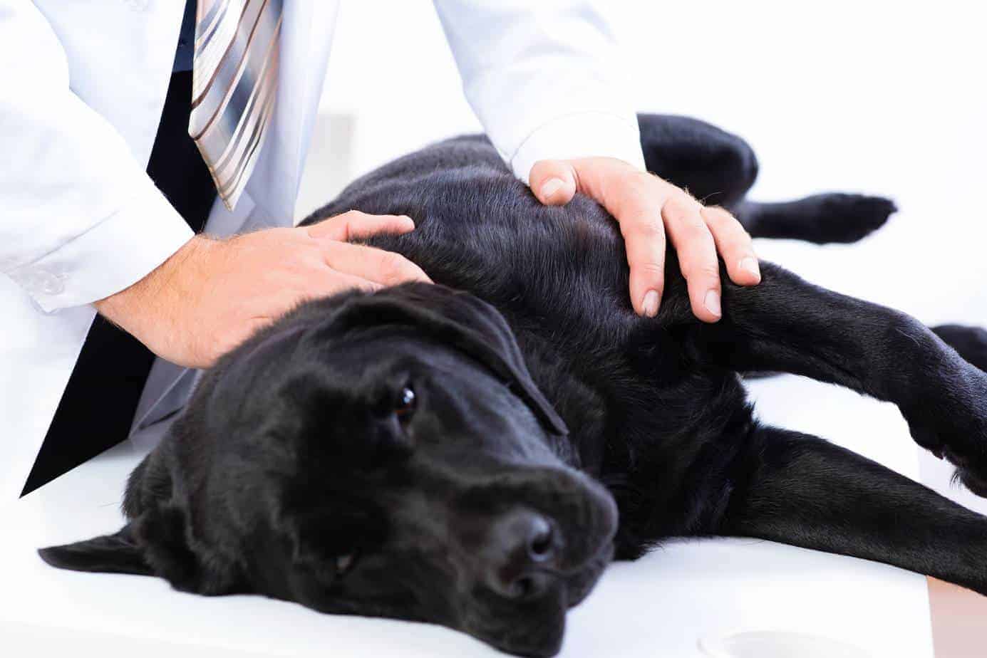Understand the signs when it's time to say goodbye to your dog