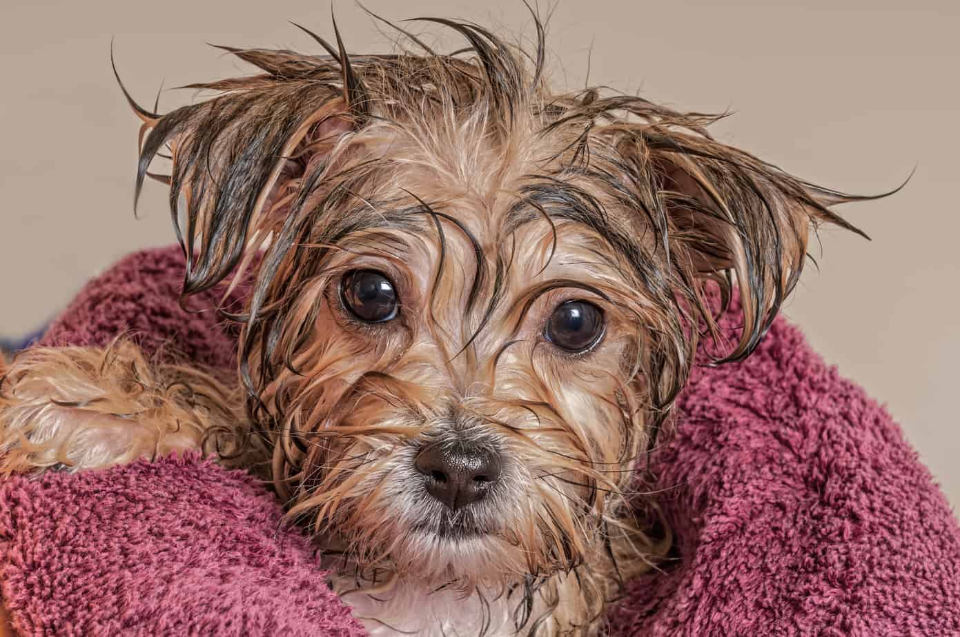 Dog grooming guide Go beyond brushing, bathing to care for your pup