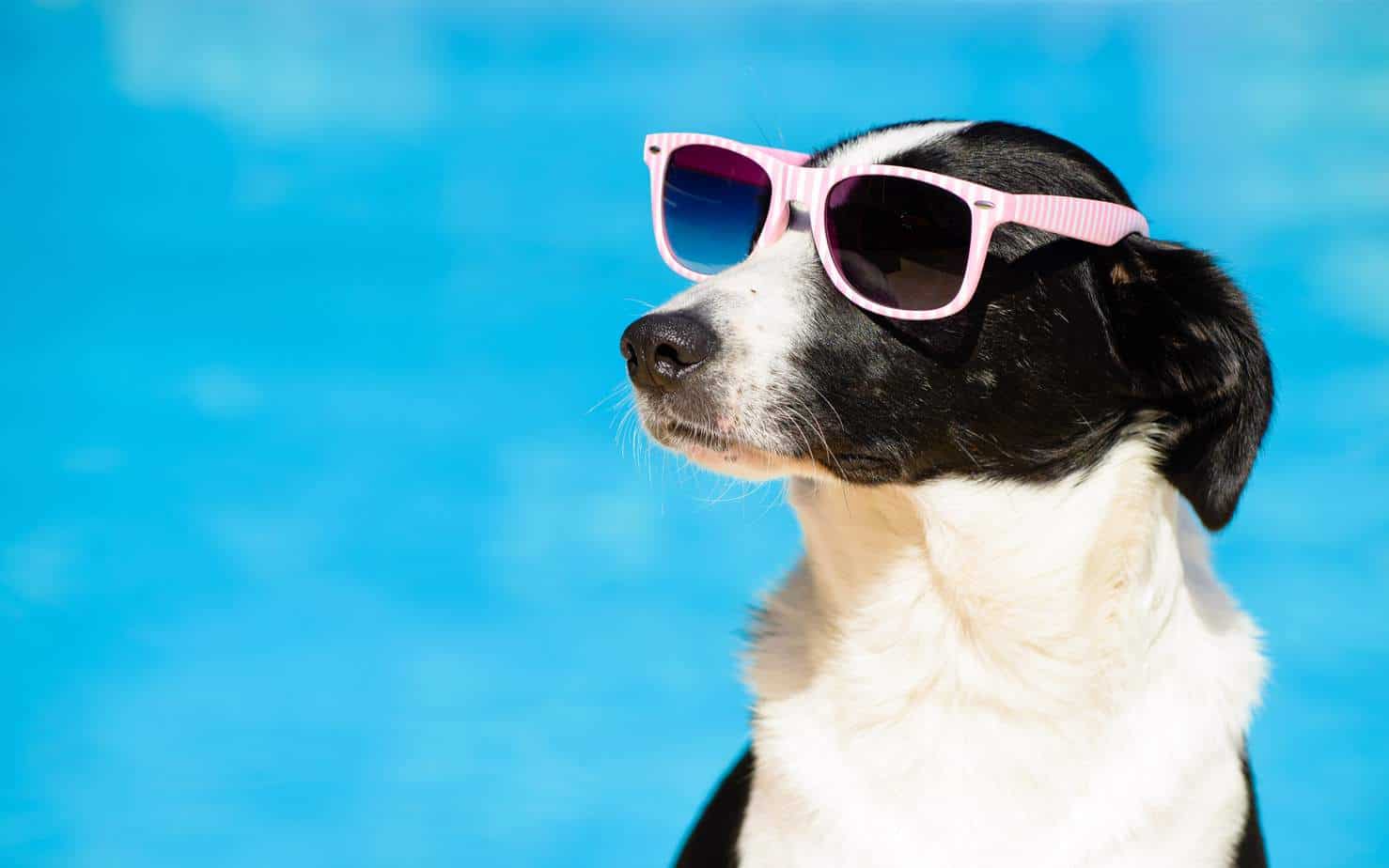 Dog summer safety Lots of shade and water to keep your pup cool