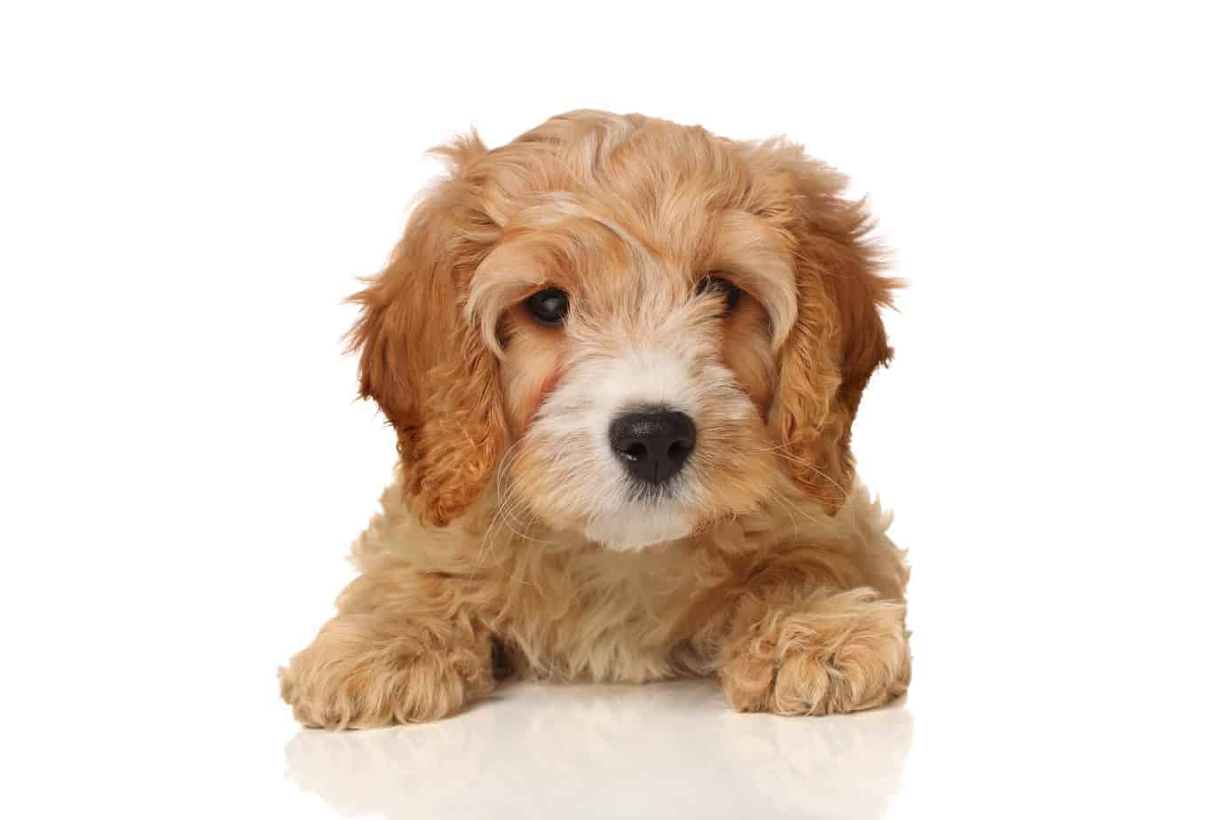 Cavapoo or Cavoodle Smart, friendly dog, with moderate exercise needs