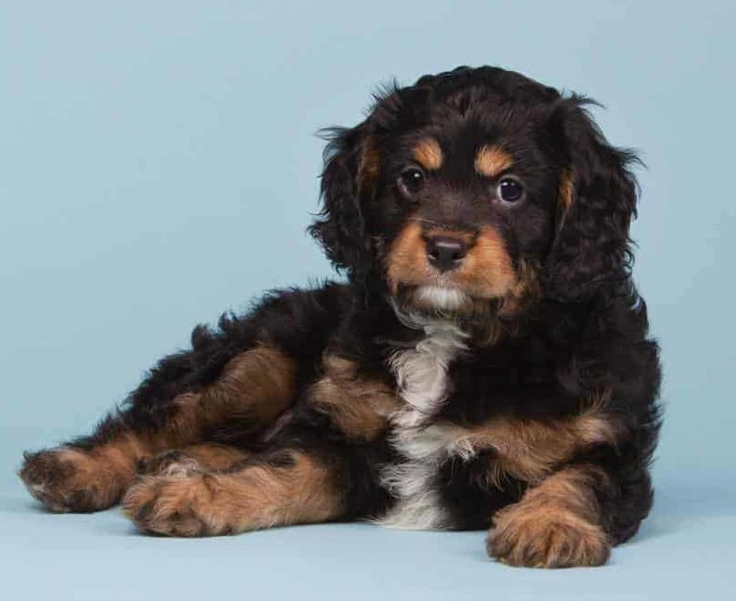 How Do You Potty Train A Cavoodle Puppy