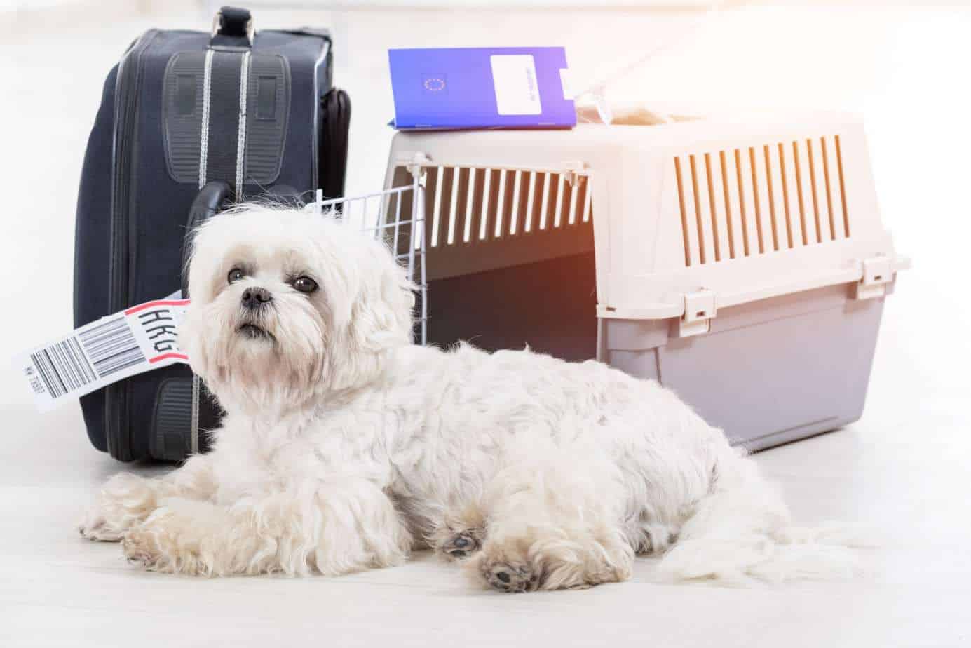 Best dogs for travel Small, easygoing dogs that like people