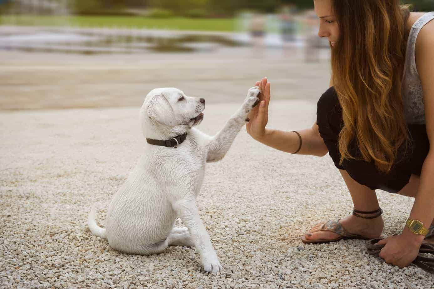 Paw preference Most dogs dominantly use either their right or left paw