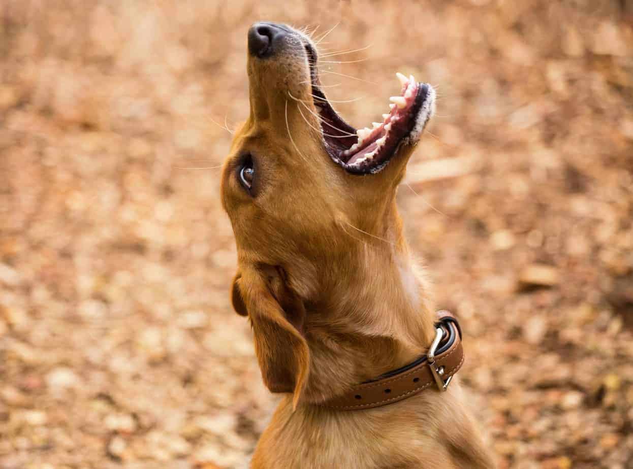 Reasons Why Dogs Get Aggressive And How To Stop It