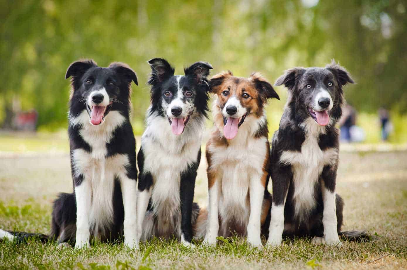 Border collie Highenergy dog that does best with people
