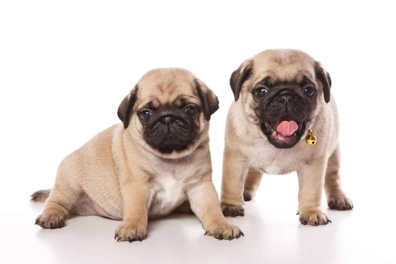 Pug exercise guidelines Dos and don'ts to keep your pug healthy