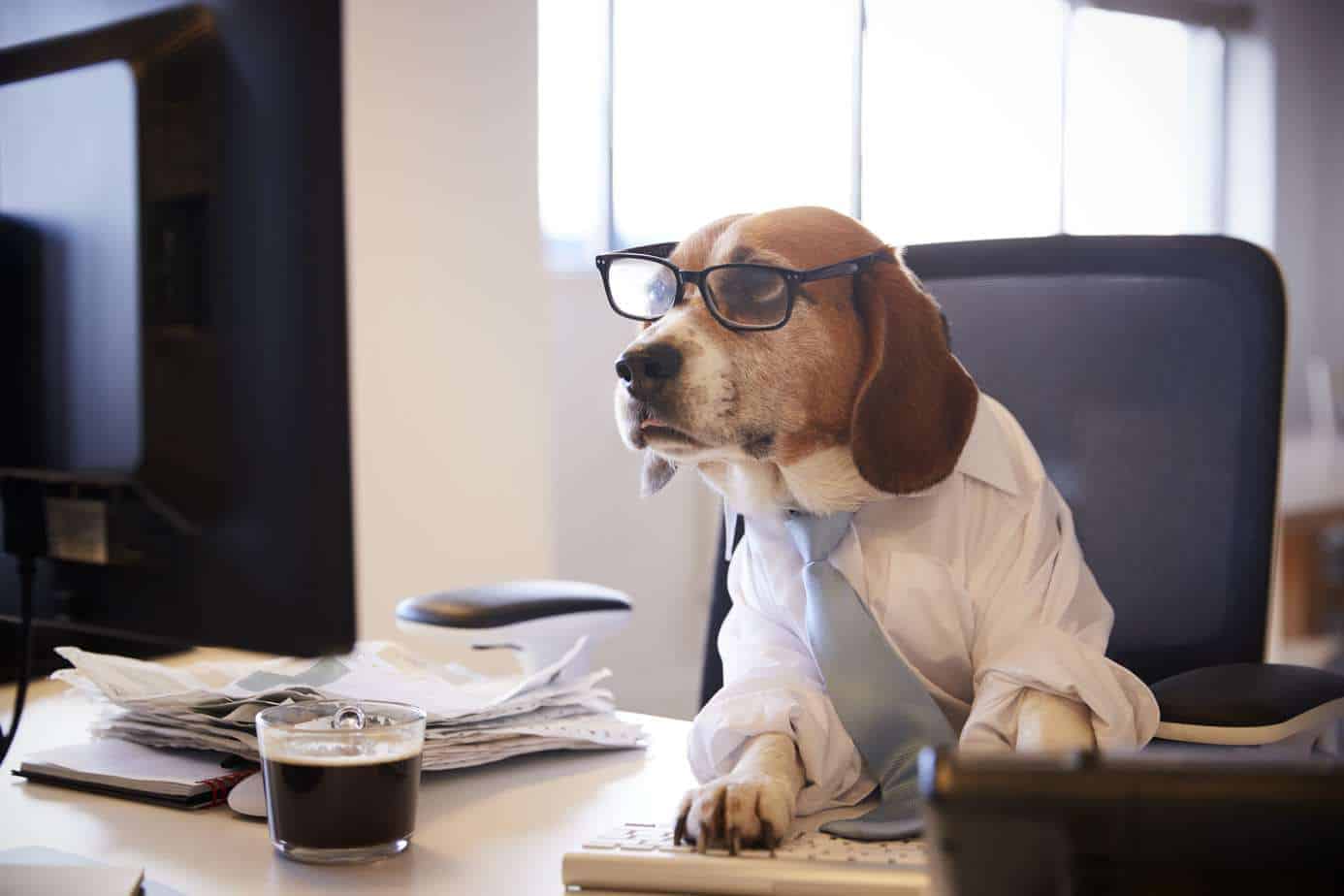 Work lessons from your dog Focus on task, listen, show gratitude