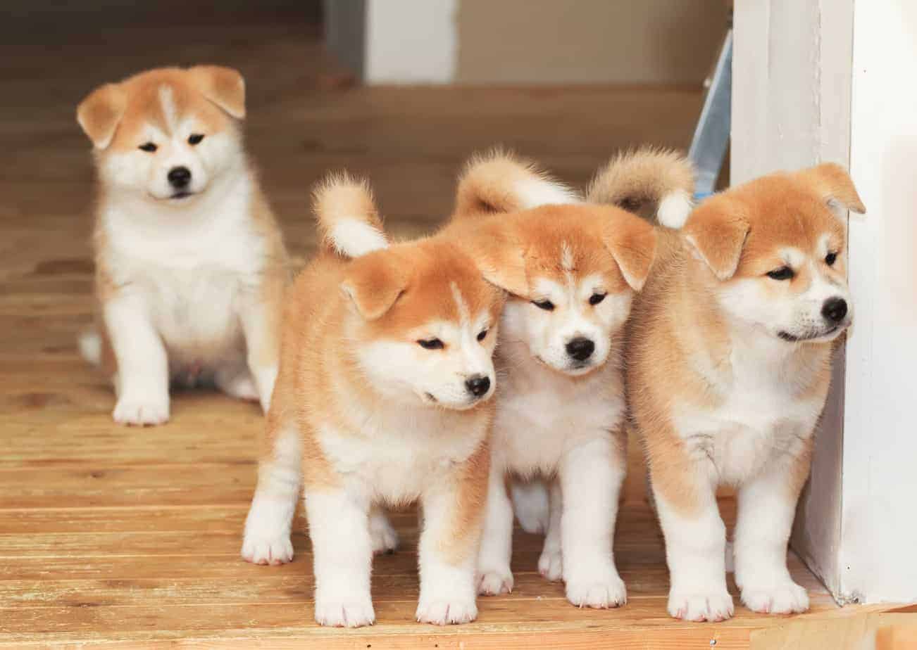 The Akita is wary of strangers and protects its family
