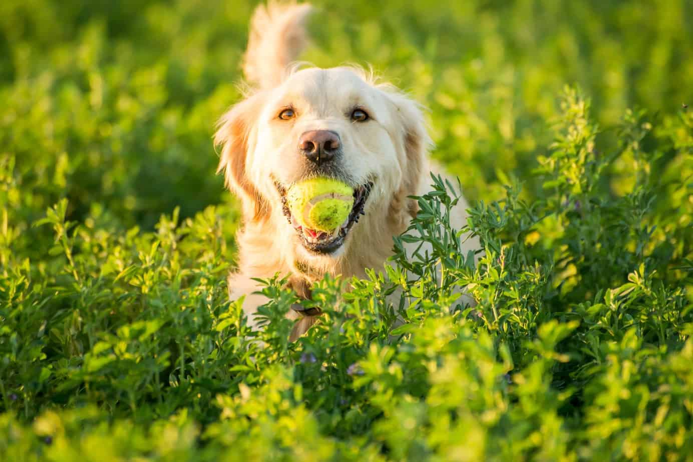 Golden Retriever guide Health issues, temperament, grooming