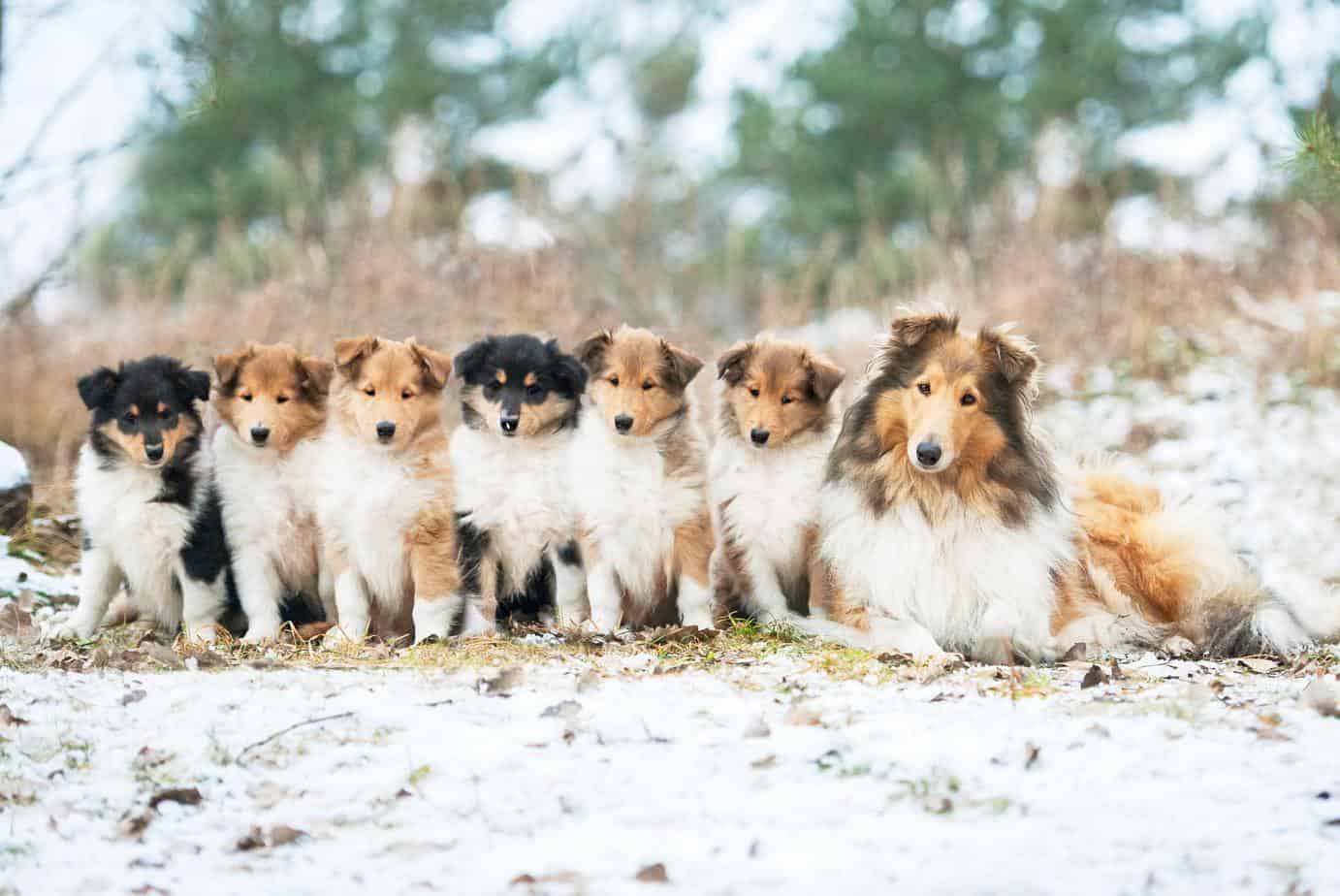 Choosing a perfect family dog is not a decision to take lightly