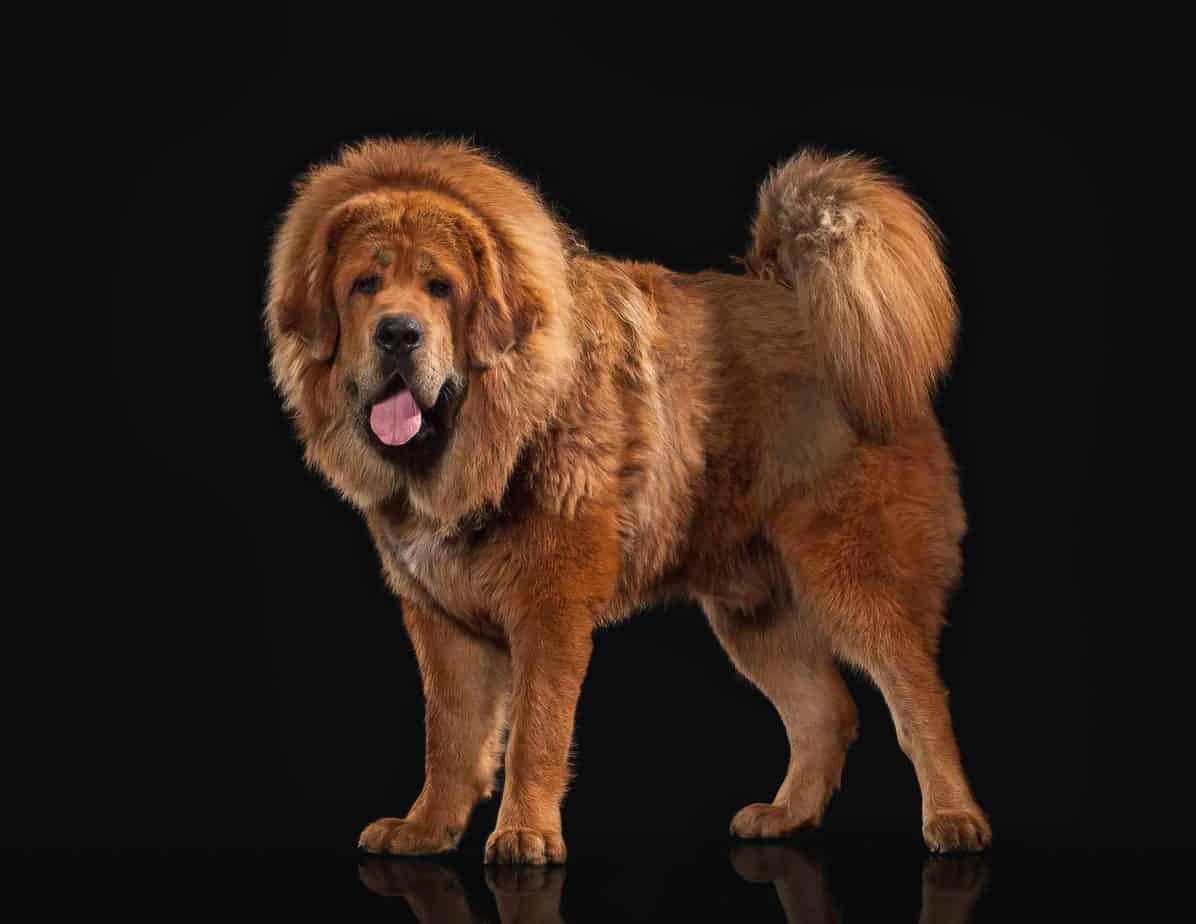 Tibetan Mastiff Enormous dogs with huge, booming barks