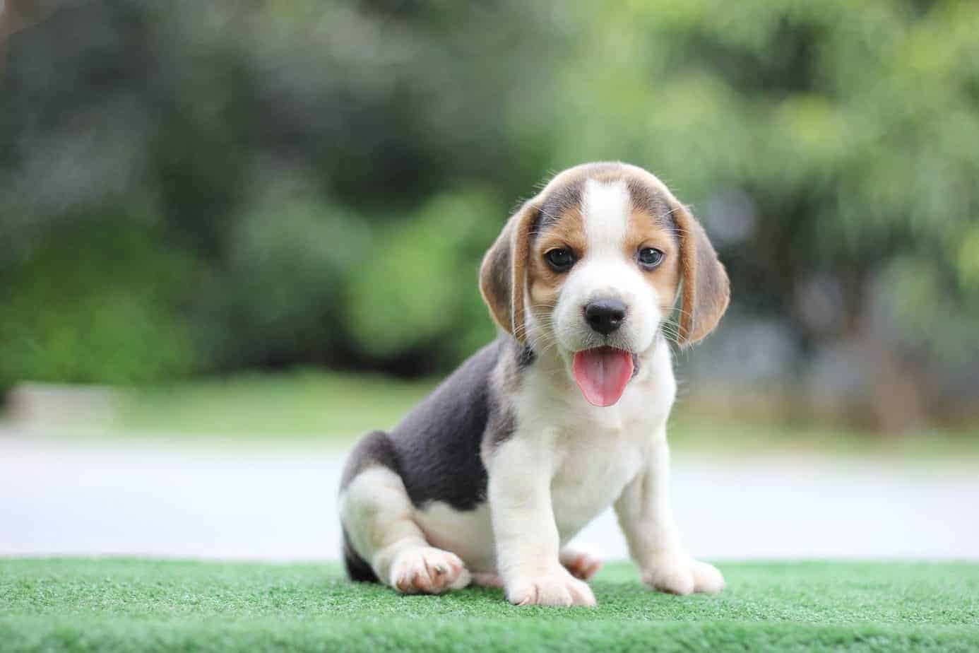 Beagle Ruled by scent, these dogs will ignore food, training to sniff
