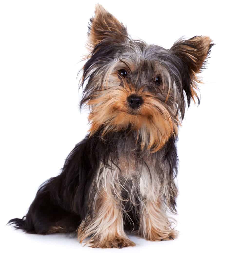 How To Tell If My Dog Is A Yorkie at Michelle Blanchard blog
