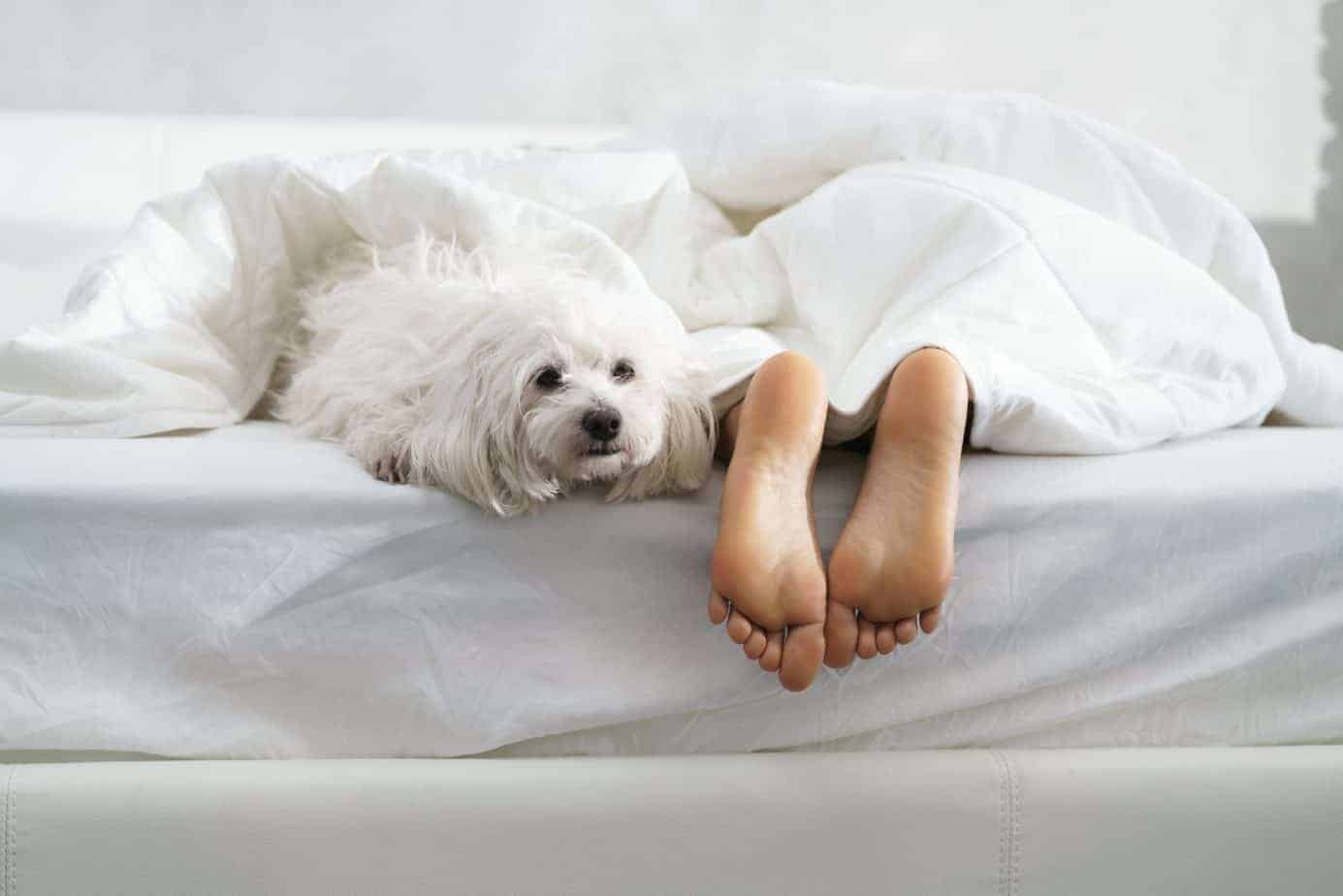 Why Does My Dog Always Lick My Bed Sheets