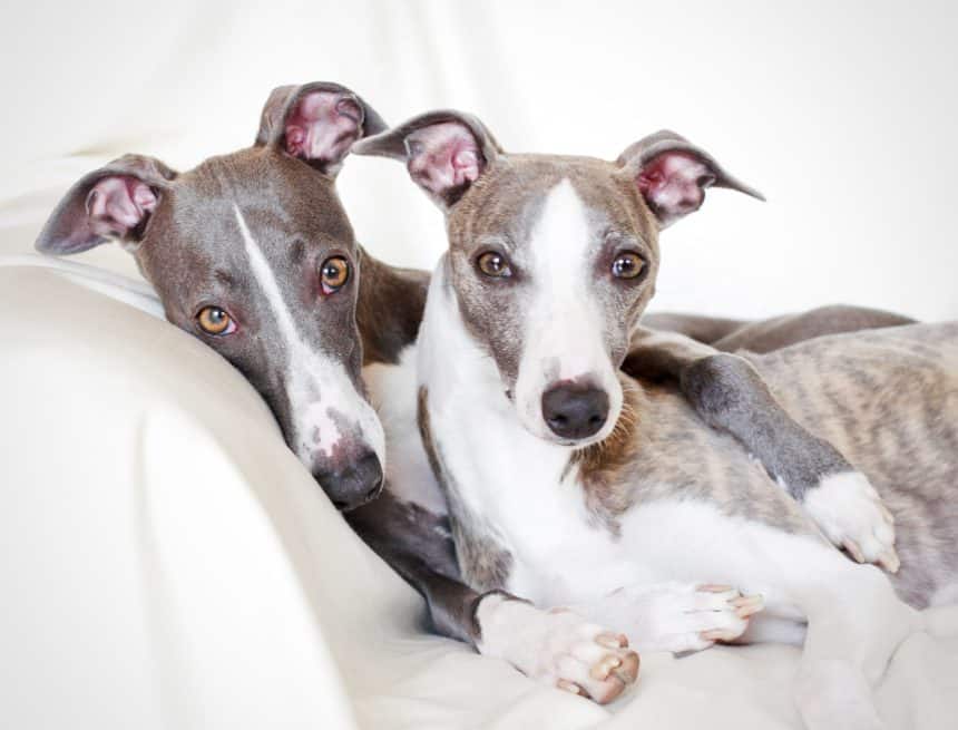 Whippet Intelligent, affectionate dogs that resemble small greyhounds