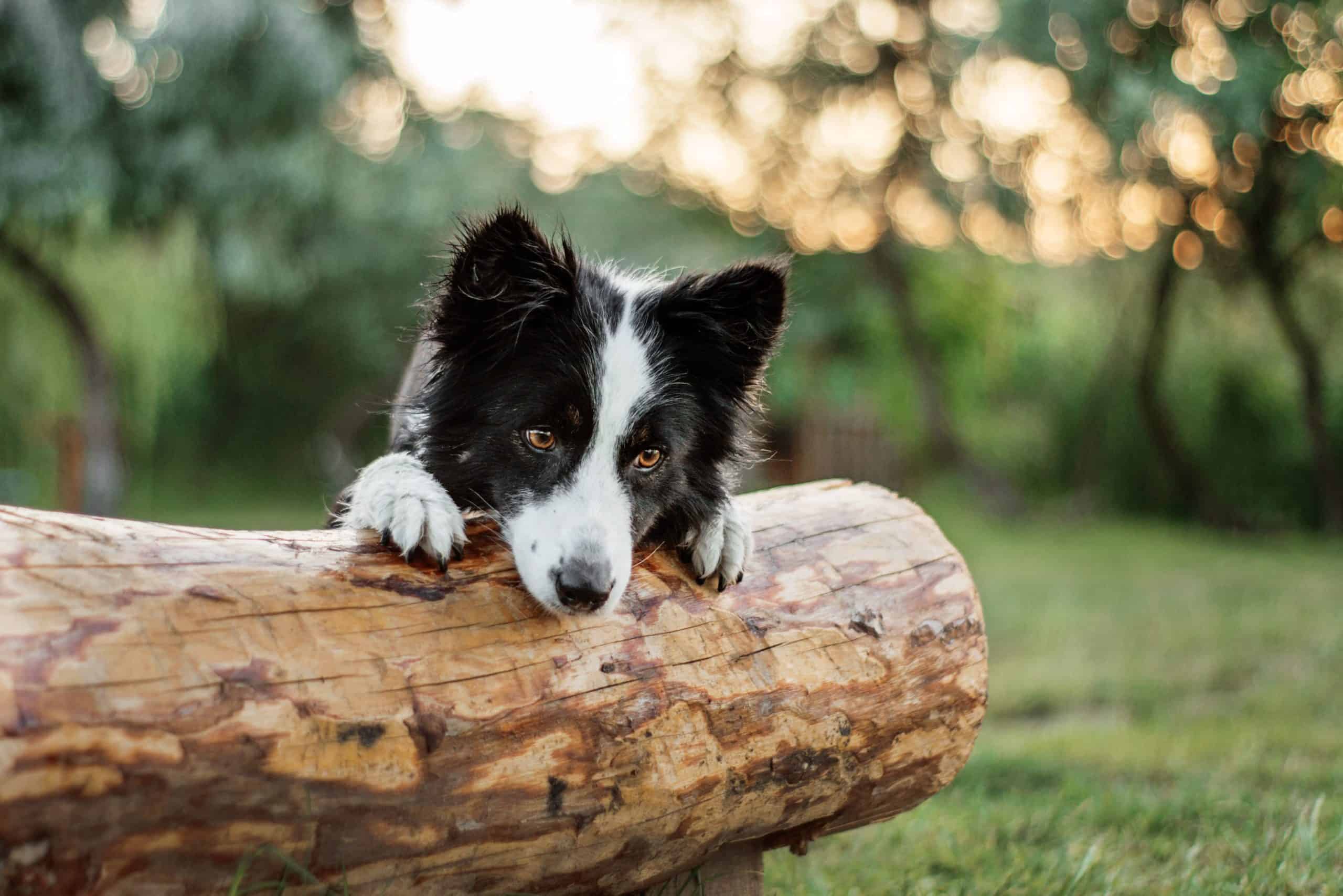 Are Border Collies Good Protection Dogs