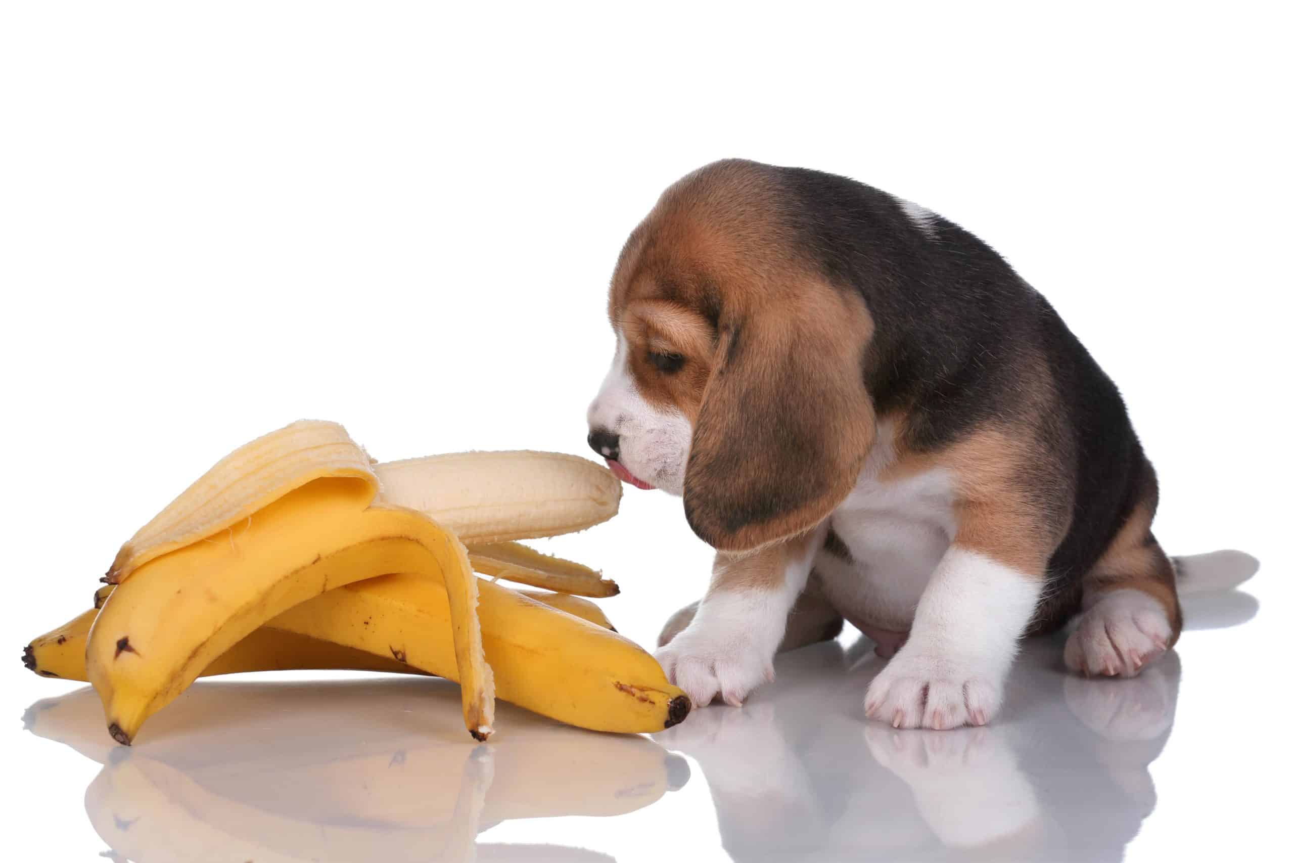 Can I Give My Dog A Banana
