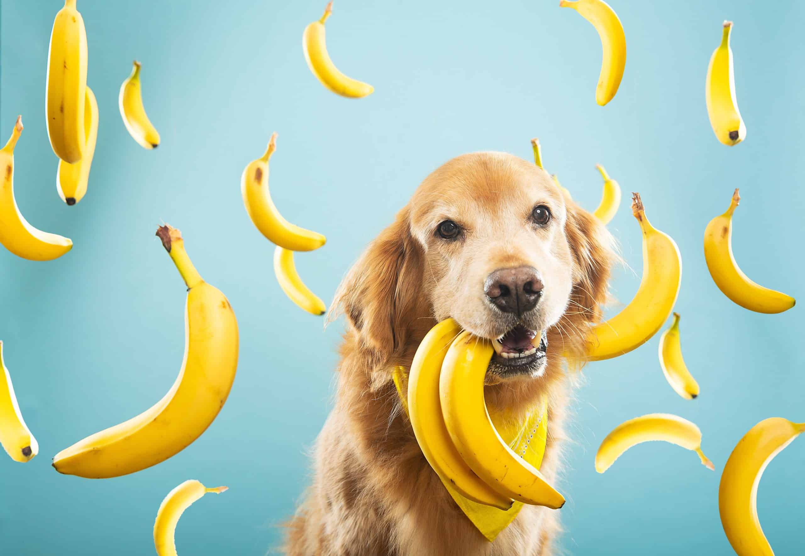 FunnyLand 5 reasons you should feed your dog bananas