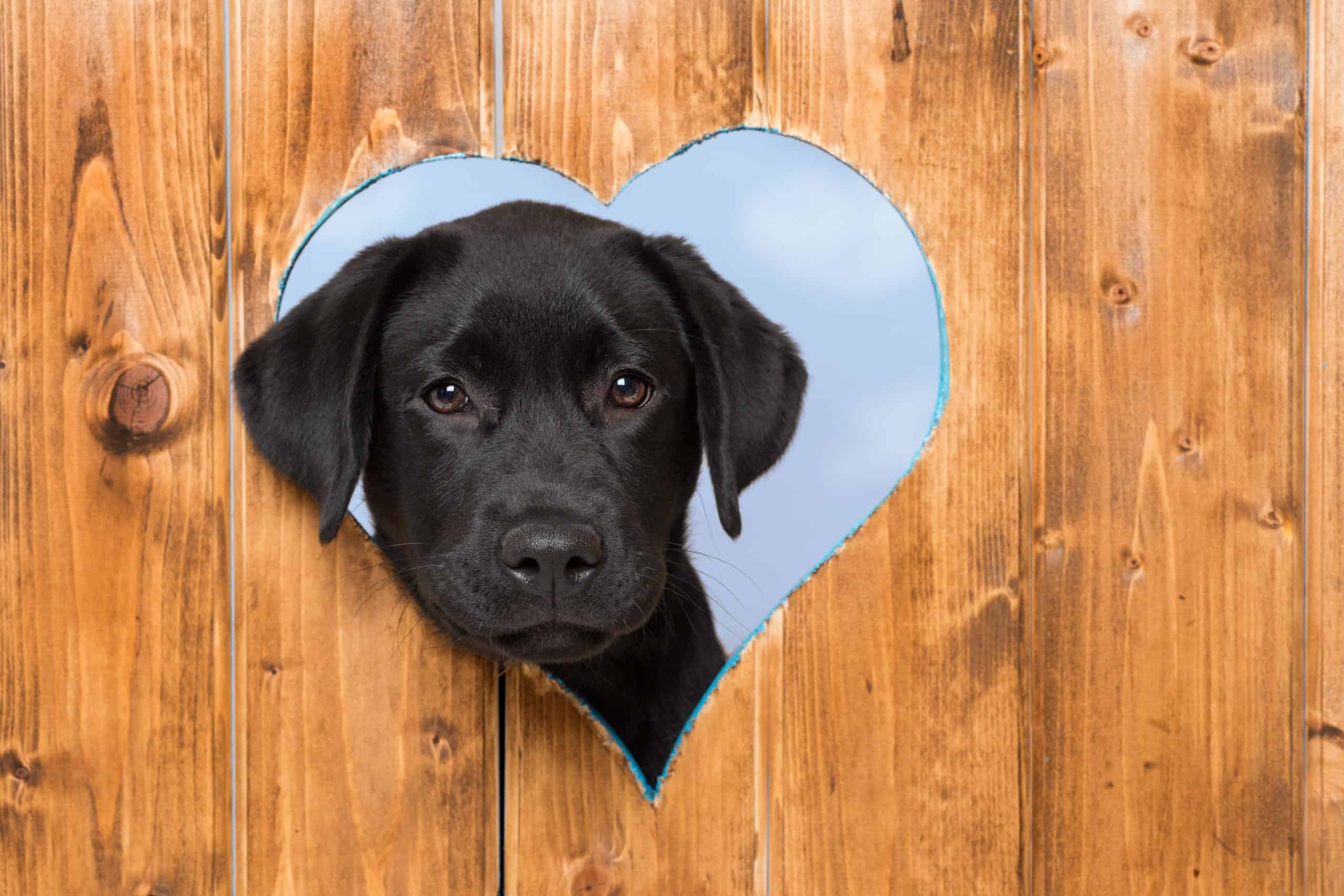 Why Do Dogs Try To Escape The Yard