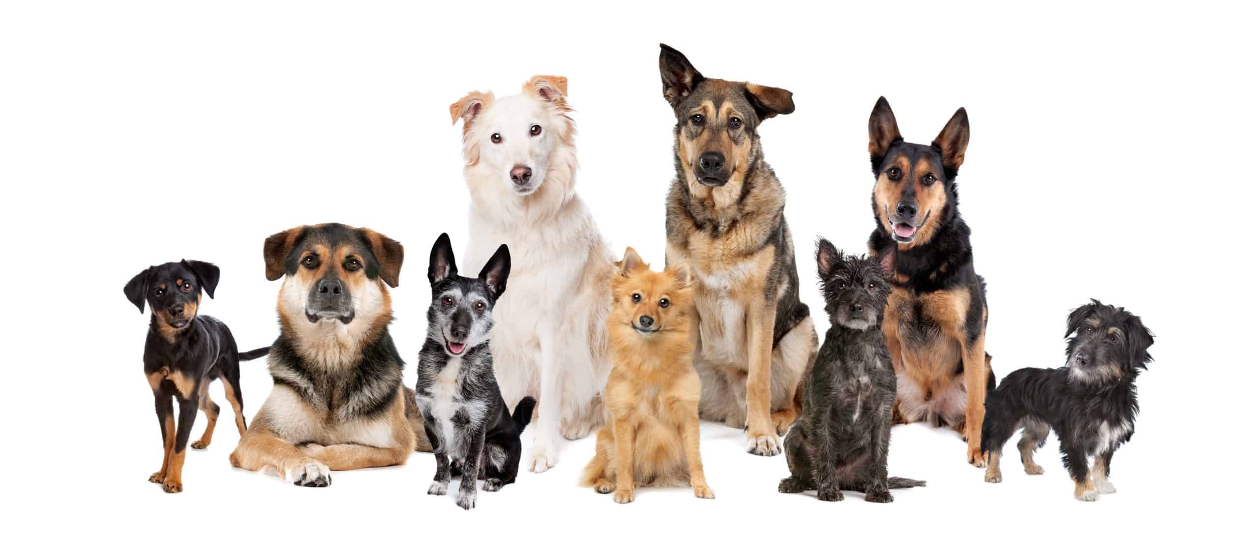 Tips for DNA testing for dog owners Dog's Best Life