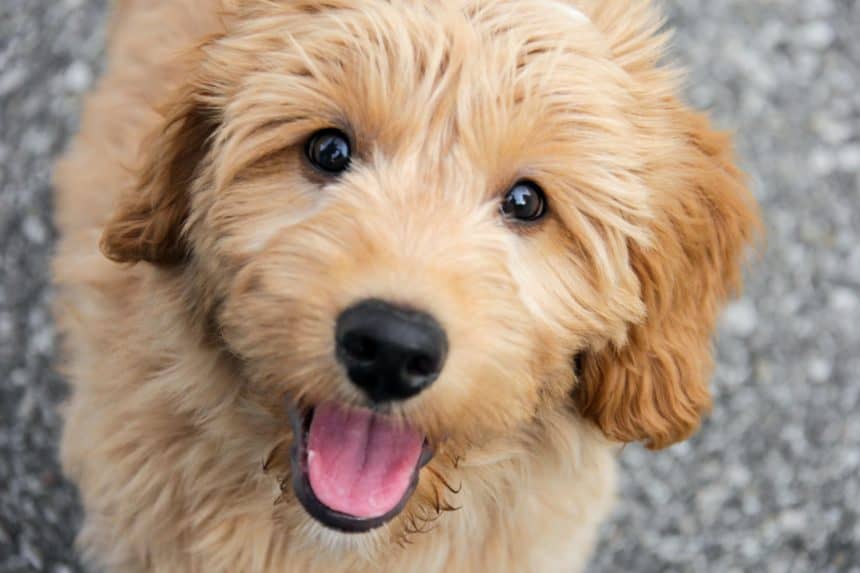MiniGoldendoodle Friendly dog is a Golden RetrieverMini