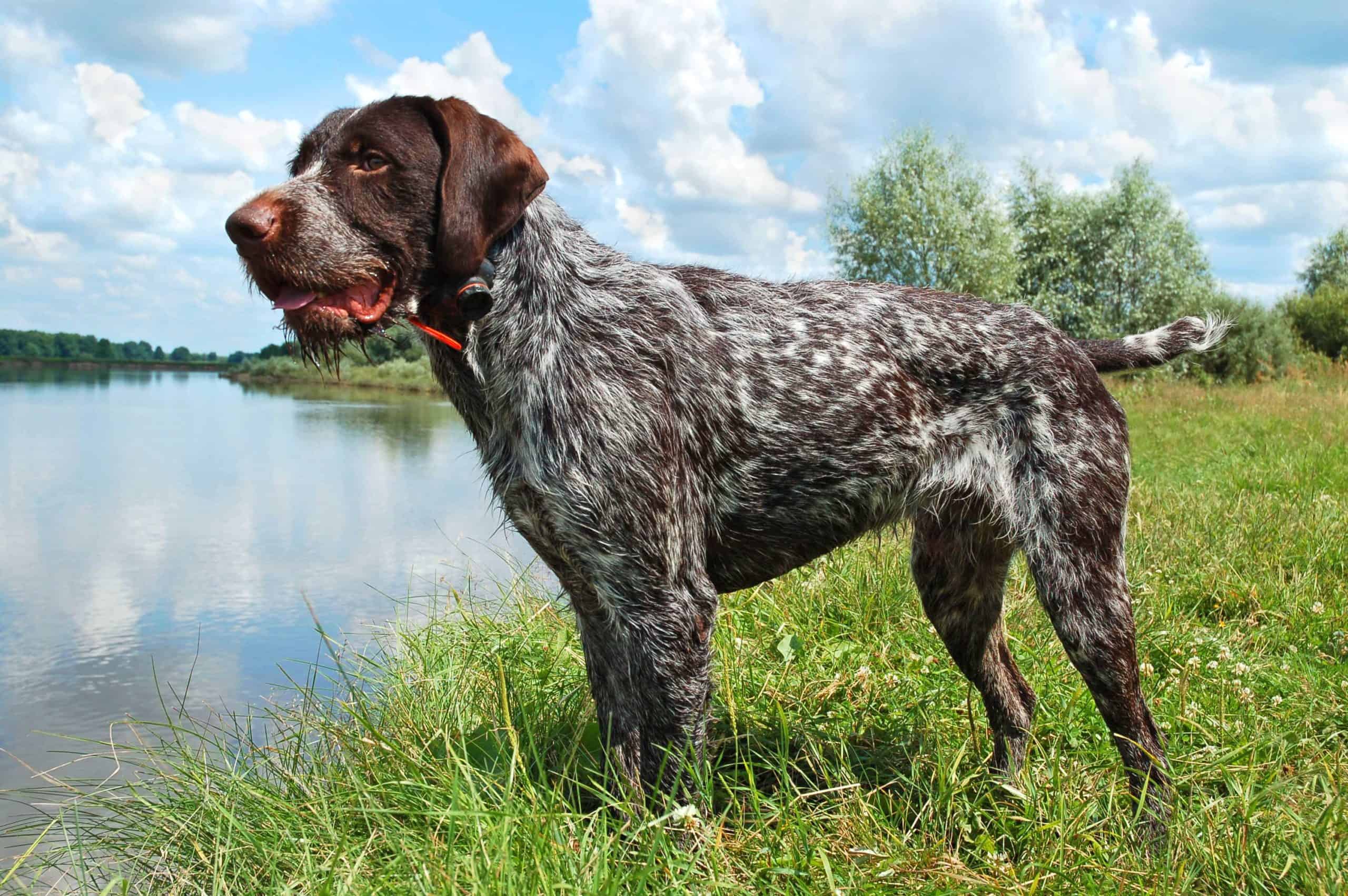 German Wirehaired Pointer was bred for hunting but is a good family dog