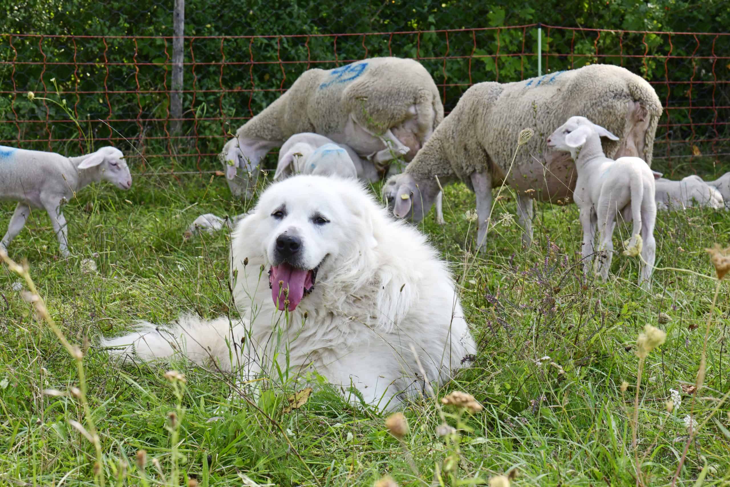Great Pyrenees Big dogs are territorial, protective, and nocturnal