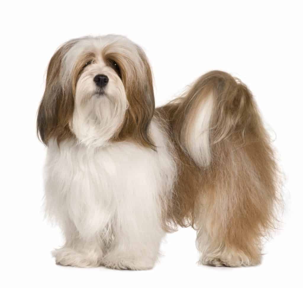 Lhasa Apso Highmaintenance, intelligent and loyal dog breed