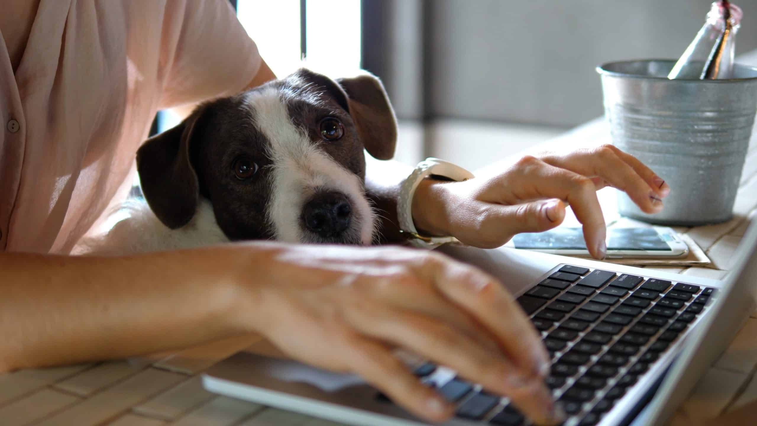 Students find dogs help improve mental health and college grades