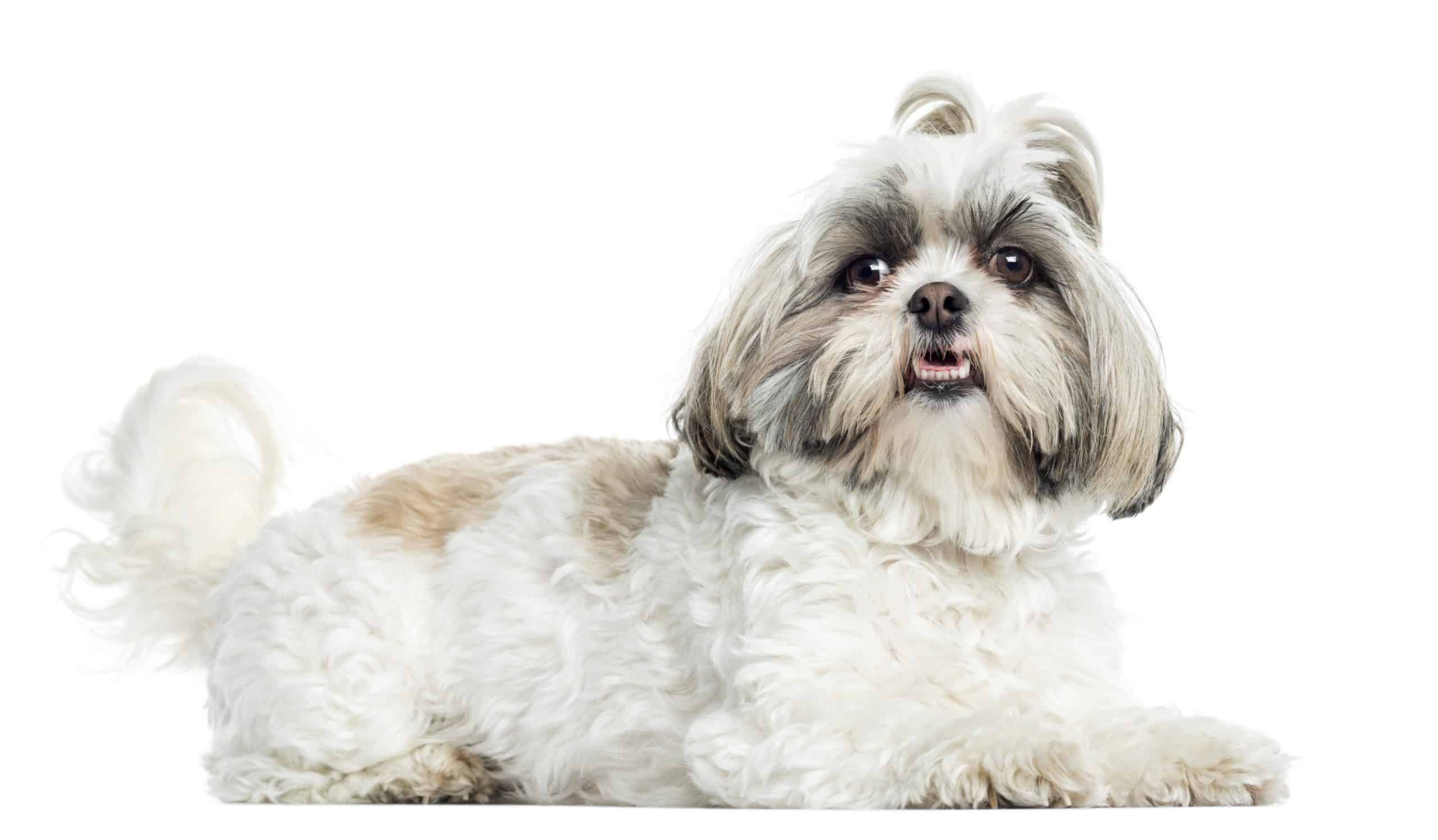Shih Tzu Tiny, friendly dogs that can by shy and reserved