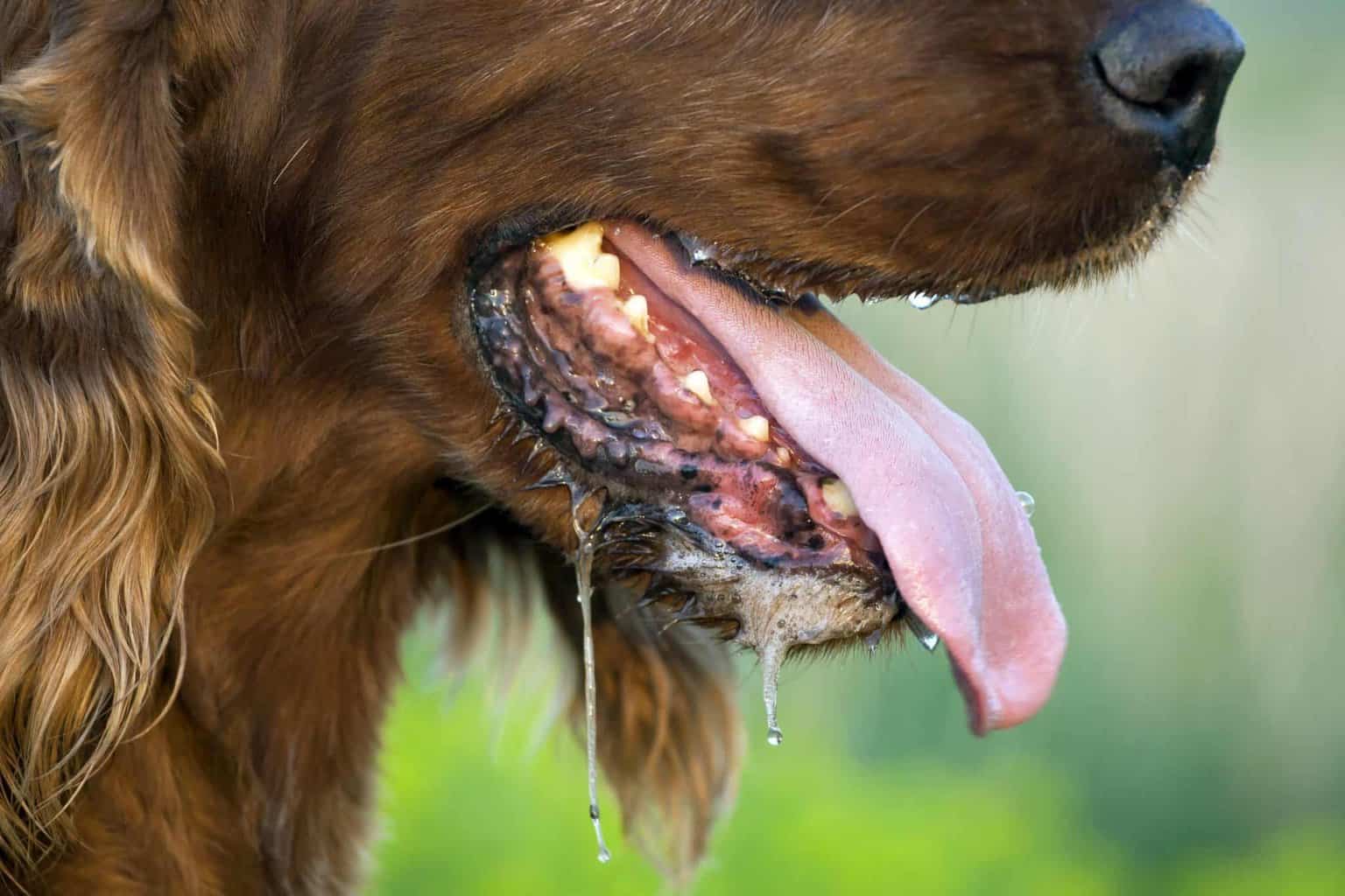 Panting at night causes can indicate dog dementia, heatstroke